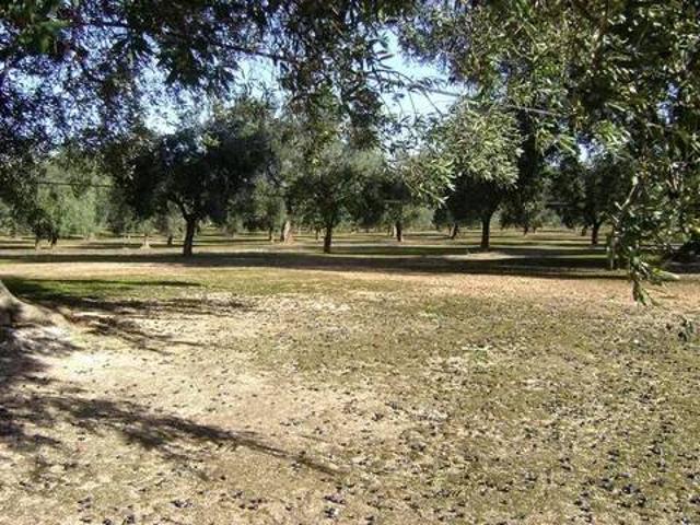 Terreno in vendita a Puglia, Brindisi