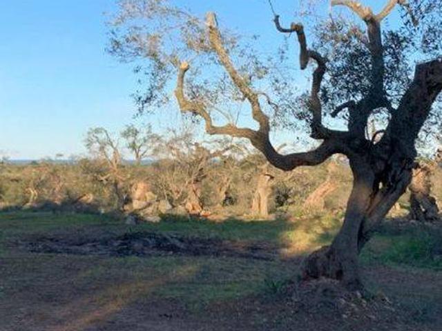 Terreno in vendita a Puglia, Brindisi