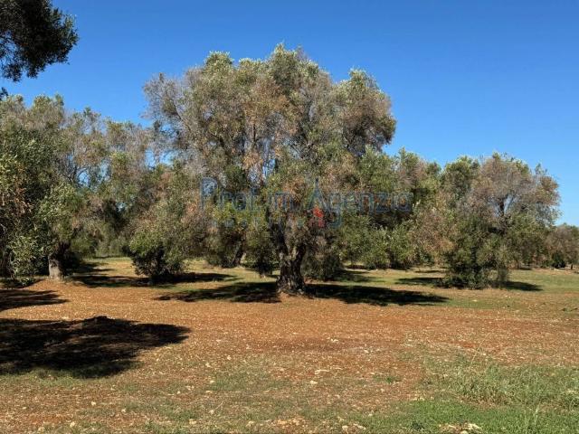 Terreno in vendita a Puglia, Brindisi