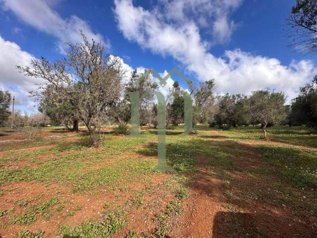 Terreno in vendita a Puglia, Brindisi