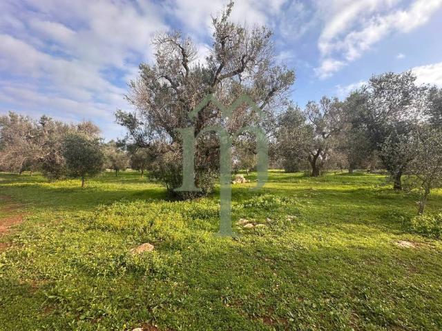 Terreno in vendita a Puglia, Brindisi