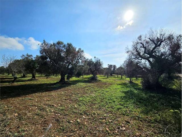 Terreno in vendita a Puglia, Brindisi