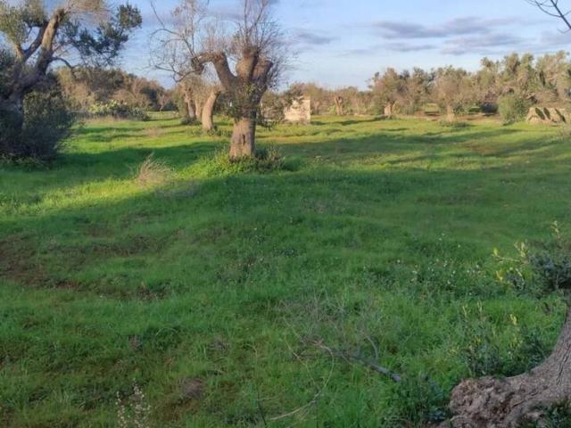 Terreno in vendita a Puglia, Brindisi