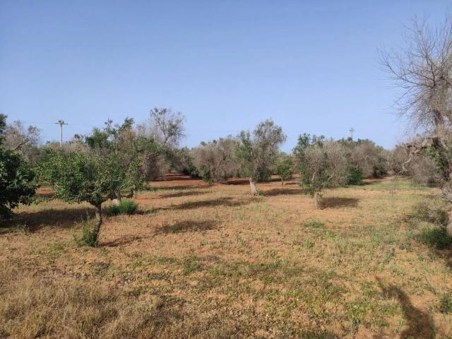 Terreno in vendita a Puglia, Brindisi