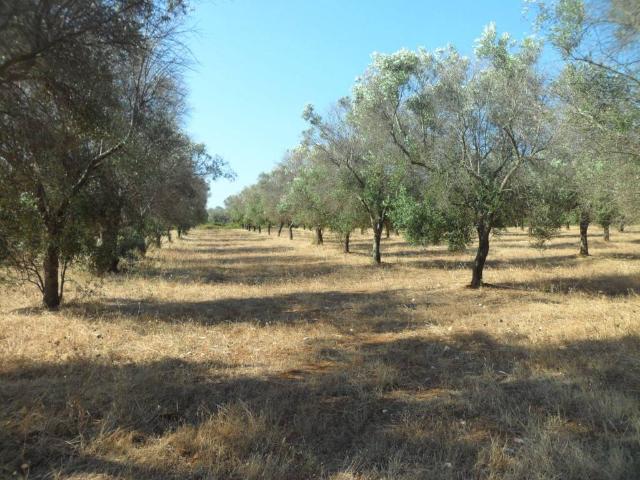 Terreno in vendita a Puglia, Brindisi