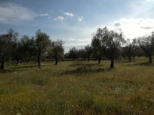 Terreno in vendita a Puglia, Lecce