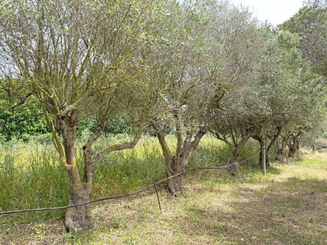 Terreno in vendita a Sanluri, Sardigna/Sardegna