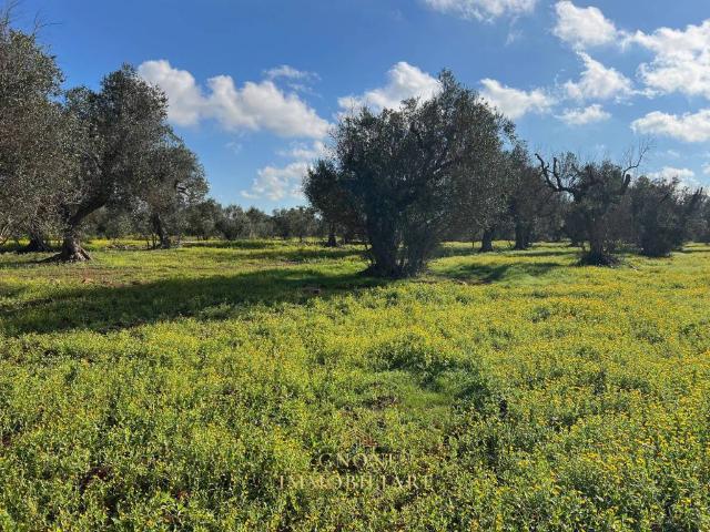 Terreno in vendita a Puglia, Lecce