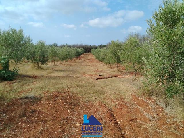 Terreno in vendita a Chiesanuova, Puglia