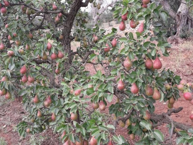 Terreno in vendita a Puglia, Lecce
