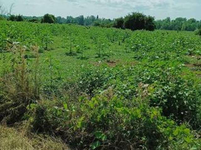 Terreno in vendita a Pocaia, Sansepolcro