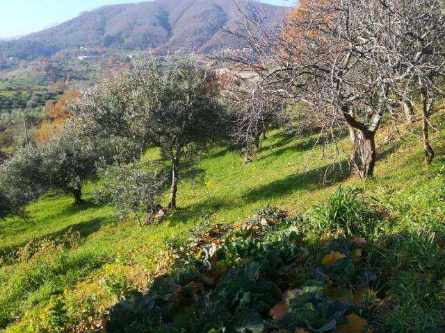 Terreno in vendita a Santa Caterina Albanese, Cosenza