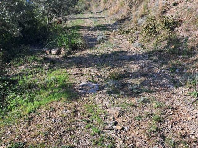 Terreno in vendita a Calabria, Cosenza