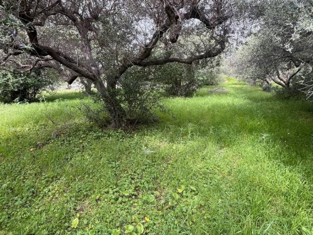 Terreno in vendita a Santa Flavia, Sicilia