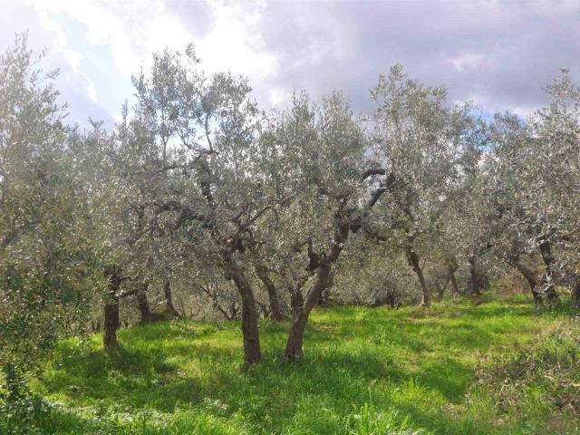 Terreno in vendita a Santa Luce, Toscana