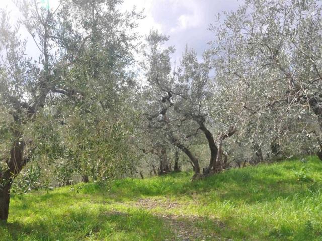 Terreno in vendita a Santa Luce, Toscana