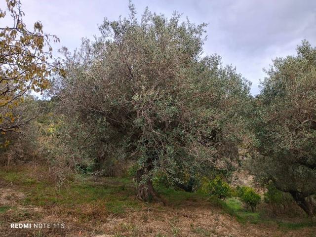 Terreno in vendita a Santa Lucia Di, Sicilia