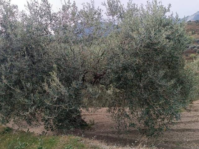 Terreno in vendita a Santa Lucia Di, Sicilia
