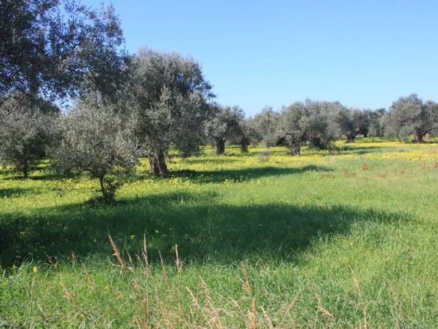 Terreno in vendita a Marcellina, Calabria