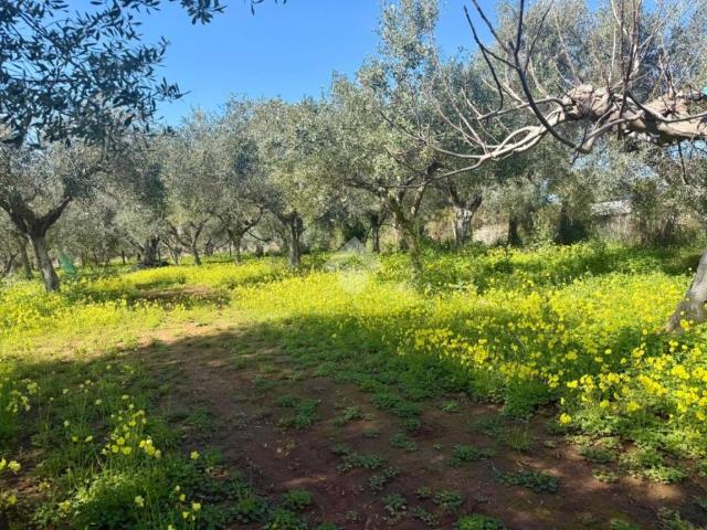 Terreno in vendita a Marcellina, Calabria