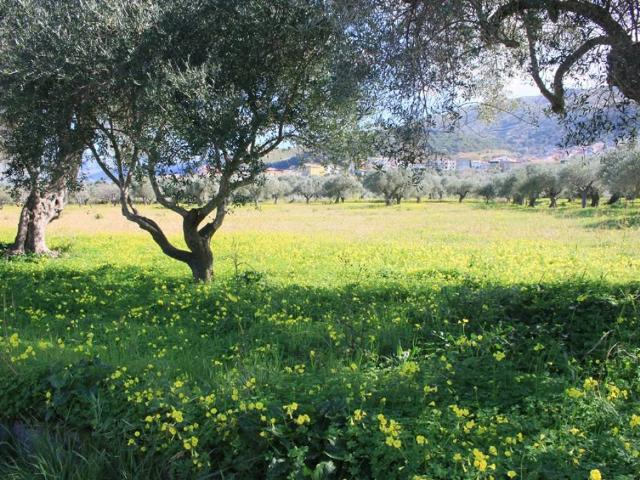 Terreno in vendita a Marcellina, Calabria