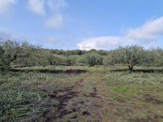 Terreno in vendita a Santa Maria Di Licodia, Sicilia