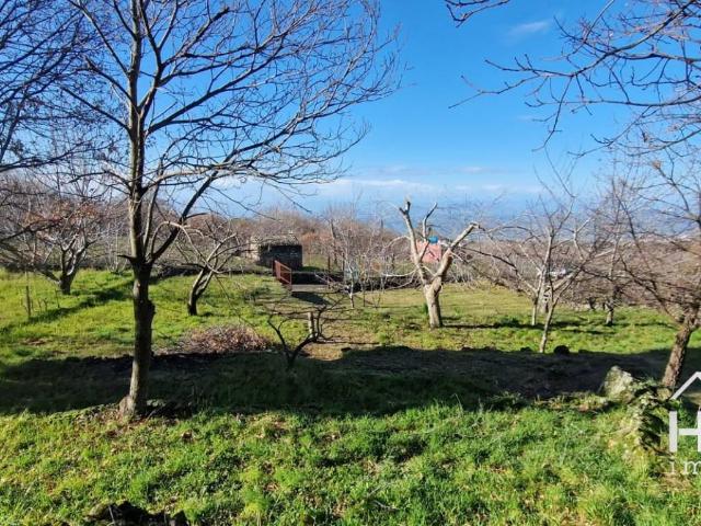 Terreno in vendita a Santa Maria Di Licodia, Sicilia