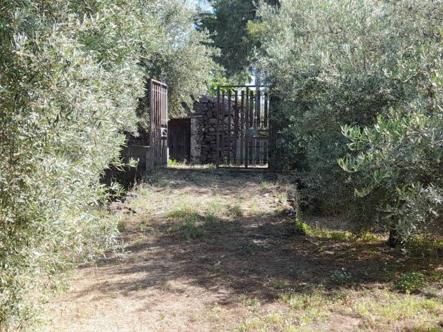 Terreno in vendita a Santa Maria Di Licodia, Sicilia