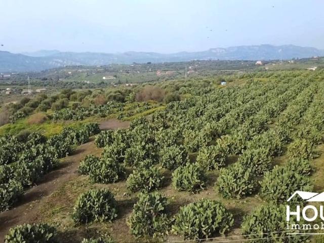 Terreno in vendita a Santa Maria Di Licodia, Sicilia