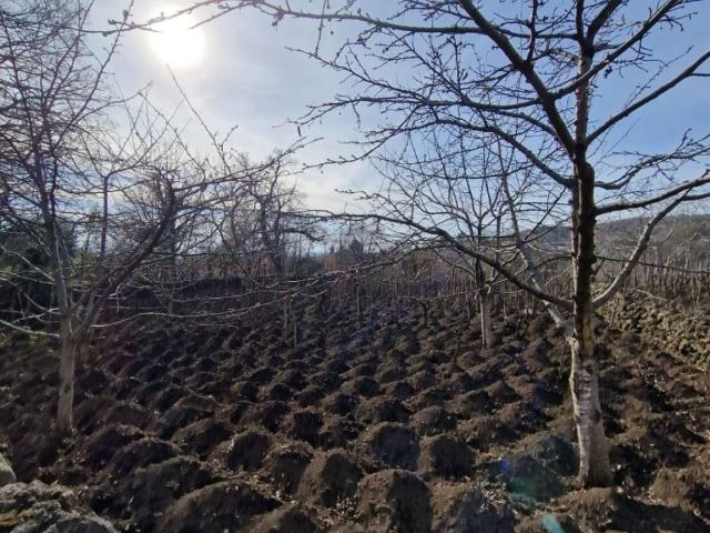 Terreno in vendita a Santa Maria Di Licodia, Sicilia
