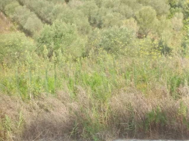 Terreno in vendita a Santa Marina, Campania