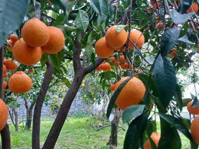 Terreno in vendita a Santa Venerina, Sicilia