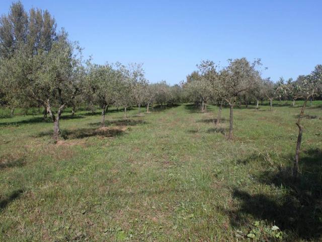 Terreno in vendita a Sant'agata De' Goti, Campania