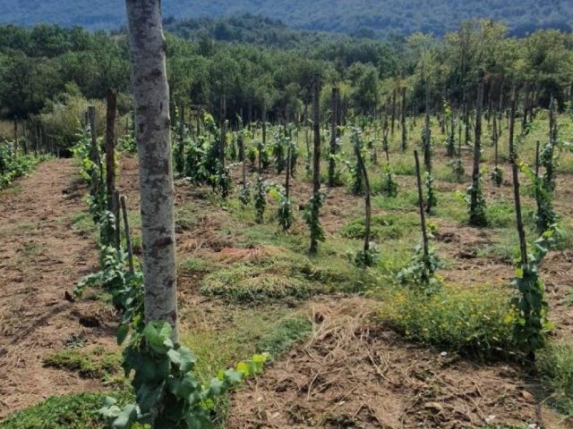 Terreno in vendita a Sant'agata De' Goti, Campania