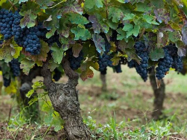 Terreno in vendita a Sant'agata De' Goti, Campania
