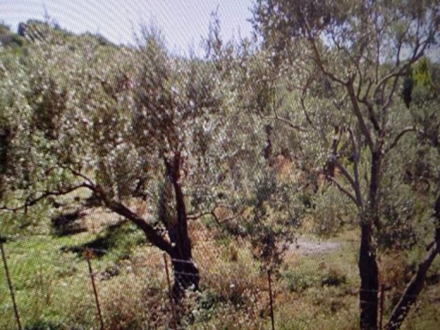 Terreno in vendita a Minà, Sant'Agata di Militello