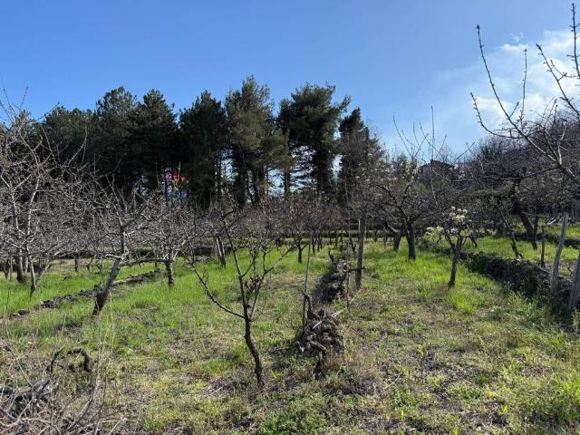 Terreno in vendita a Sant'alfio, Sicilia