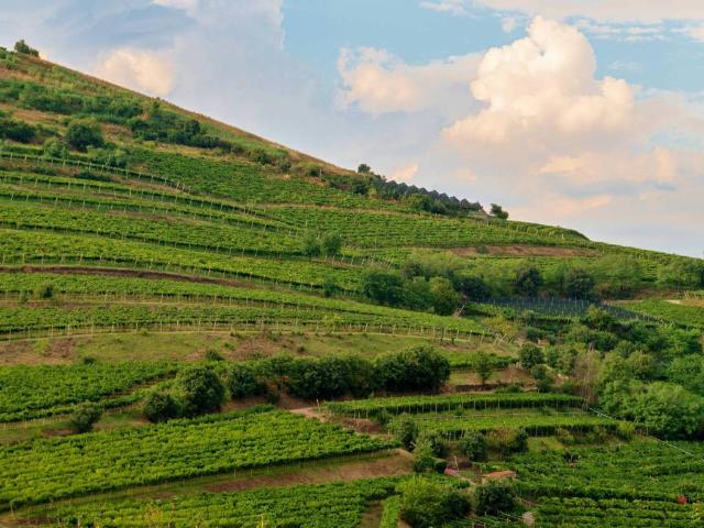 Terreno in vendita a Domegliara, Sant'ambrogio Di