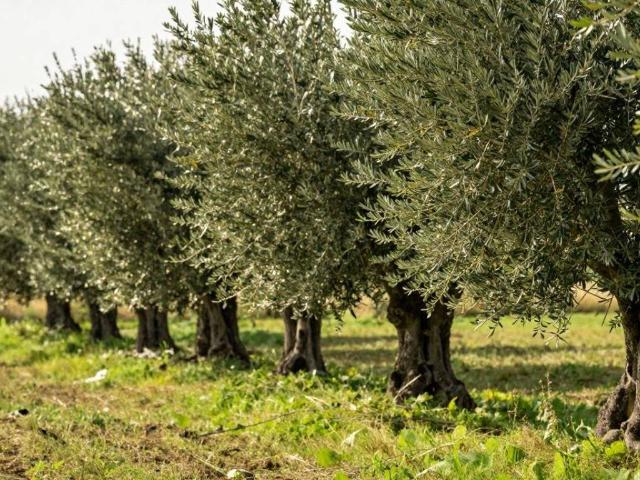 Terreno in vendita a Gargagnago, Sant'Ambrogio di Valpolicella