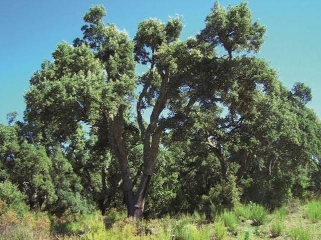 Terreno in vendita a Sant'antonio Di Gallura, Sardigna/Sardegna