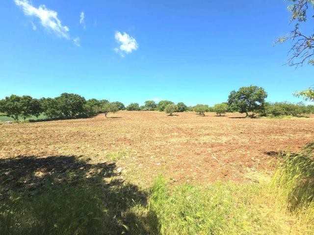 Terreno in vendita a Puglia, Bari