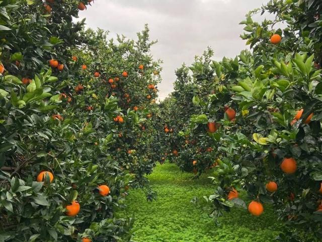 Terreno in vendita a Calabria, Reggio Calabria