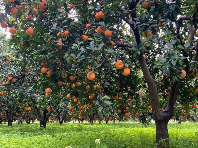 Terreno in vendita a Calabria, Reggio Calabria