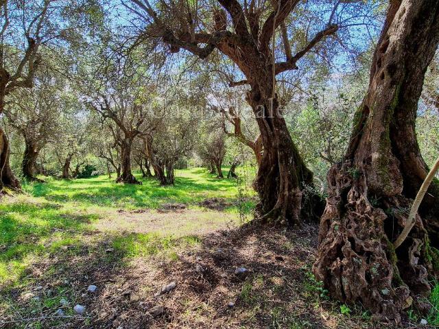 Terreno in vendita a Roma Capitale, Lazio