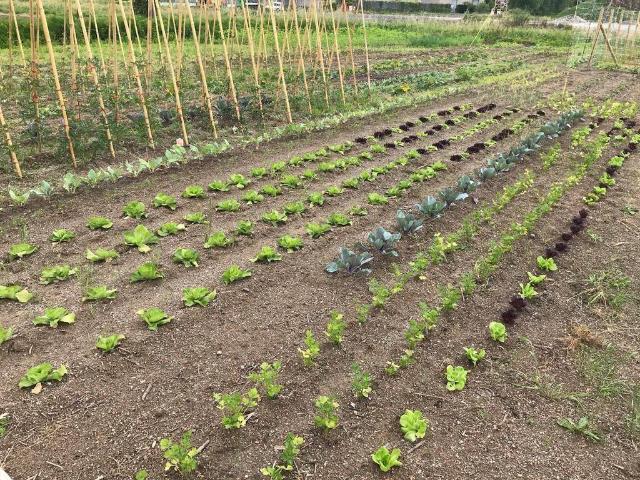 Terreno in vendita a Sarzana, Liguria