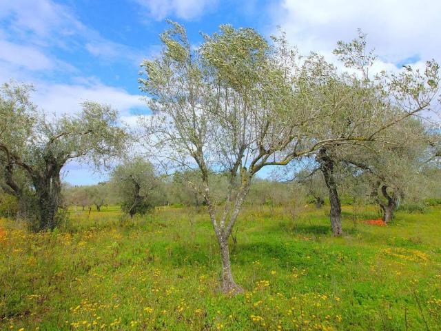 Terreno in vendita a Cala Di Volpe, Sardigna/Sardegna