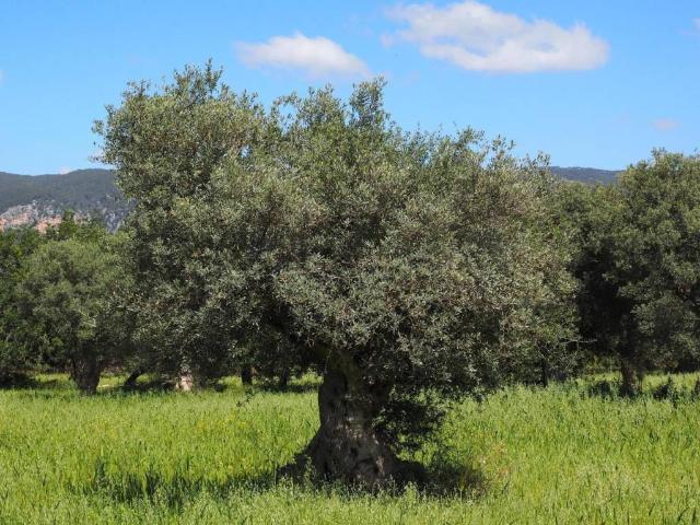 Terreno in vendita a Cala Di Volpe, Sardigna/Sardegna