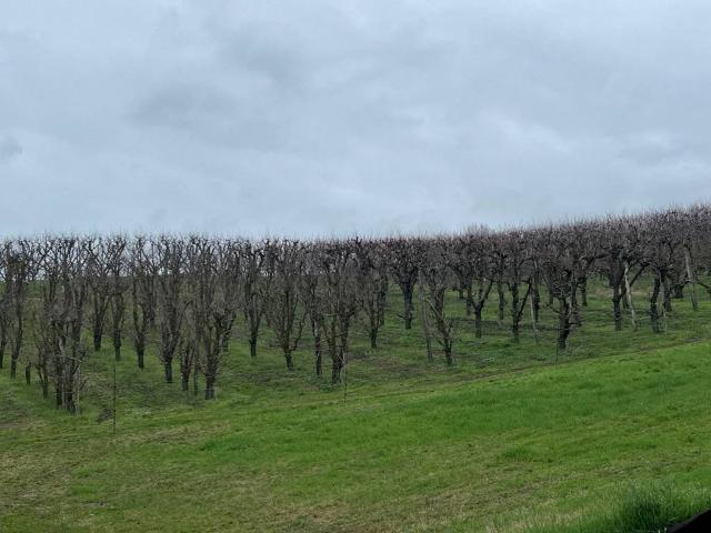 Terreno in vendita a Unione dei comuni Valli del Reno, Lavino e Samoggia, Sasso Marconi