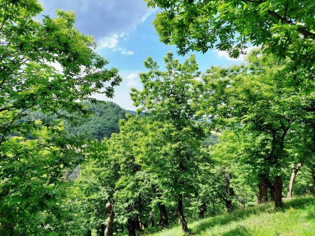 Terreno in vendita a Unione dei comuni Valli del Reno, Lavino e Samoggia, Sasso Marconi
