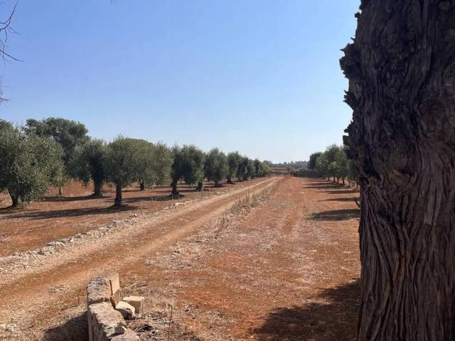 Terreno in vendita a Puglia, Taranto